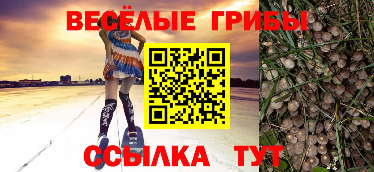 Псилоцибиновые грибы Cubensis  Камышлов  Галлюциногенные грибы прущие грибы 